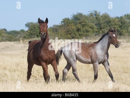 Manada de caballos cuarto de milla de los animales destetados recorren secas praderas de Texas Foto de stock