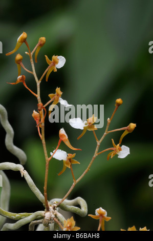 Las orquídeas tropicales (Solenangis sp.), floración, twig derivadas de la raíz de la antena Foto de stock