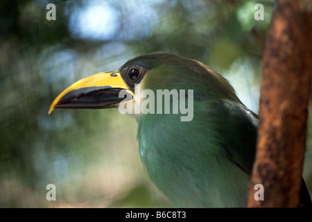 Tucancito esmeralda (Aulacorhynchus prasinus) en el Zoológico de Belice Foto de stock
