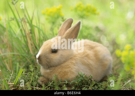 Los pigmeos de conejo (Oryctolagus cuniculus) en una pradera Foto de stock