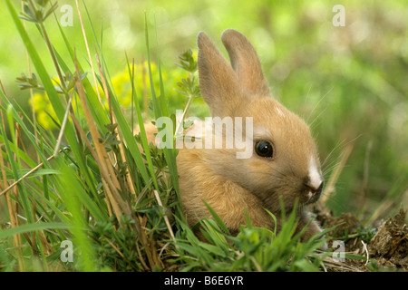 Los pigmeos de conejo (Oryctolagus cuniculus) en hierba superior Foto de stock