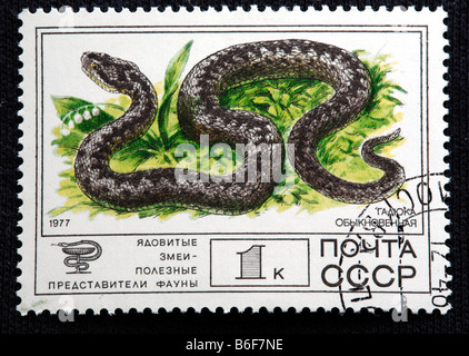 Víbora común europea, European viper, (Vipera berus), sello, URSS, 1977 Foto de stock