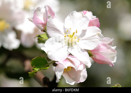 Apple florece en Chiemgau, Baviera, Alemania, Europa Foto de stock