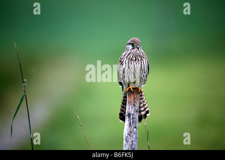 Cernícalo común (Falco tinnunculus), las hembras jóvenes donde se posan en la rama Foto de stock
