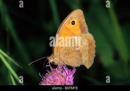 Meadow Brown (Maniola jurtina), hembra bebiendo néctar