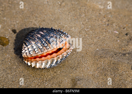 Gran Unión espinosas de arrugas (Acanthocardia aculeata), Abierta, viva, en un charco en la playa con marea baja. Foto de stock