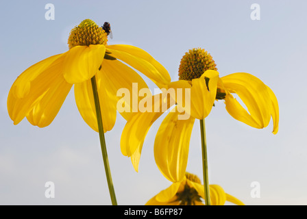 Brillante (Coneflower Rudbeckia nitida), blossom