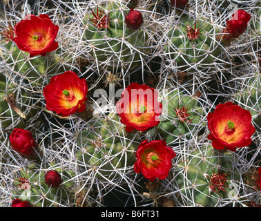 CALIFORNIA - Mojave, cactus Echinocereus triglochidiatusat montículo, La Cholla Cactus Garden en el Parque Nacional Joshua Tree.
