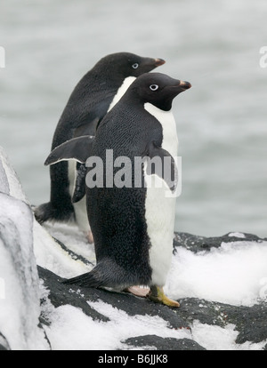 Pingüinos Adelie sobre rocas cubiertas de hielo, la estación Arctowski, Antártida Pennisula Foto de stock