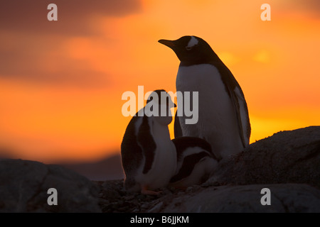 Un adulto de pingüinos gentoo y el pollo son siluetas al atardecer en la Isla Petermann, en la Península Antártica. Foto de stock
