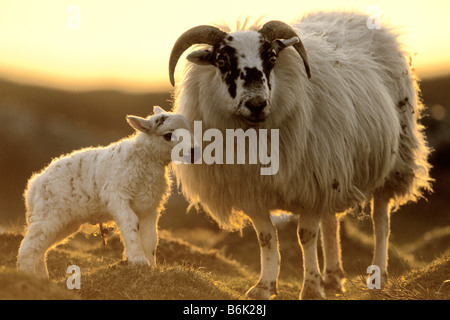 Ovejas domésticas (Ovis ammon aries), oveja con cordero recién nacido retroiluminada en luz del atardecer