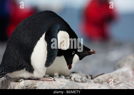 Par de anidación de pingüinos Adelia que anidan cerca de roca edificio arriba Paulette Isla de la Antártida. Foto de stock