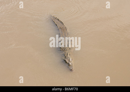 Gran cocodrilo americano nadando en el río Tárcoles en Costa Rica