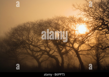 Los árboles en la niebla en Penymydd Foto de stock