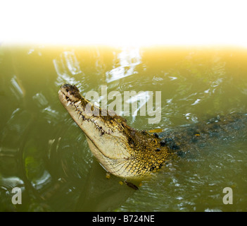Croc cocodrilo krokodil CROCODIL Saltar saltar en río de agua fuera de la ley de acción de puente de movimiento reptil peligro cocodrilos silvestres