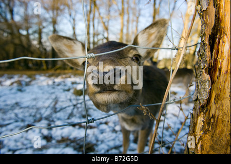 Gamo DAMA DAMA venado corzo en invierno la nieve de invierno frío cara nariz ojo ciervo rojo Cervus elaphus nippon Ovis ammon MUSI