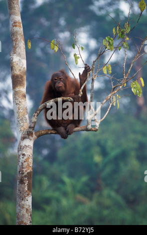Orangután inmaduros en un árbol, el Parque Nacional de Gunung Leuser,Indonesia Foto de stock