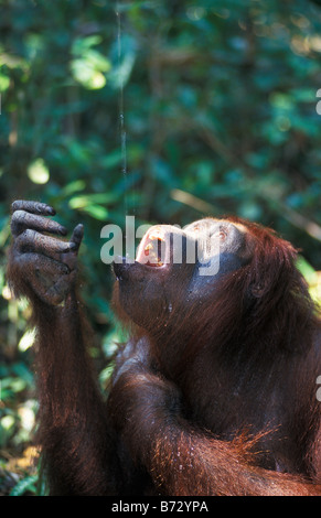 Orangután beber, el Parque Nacional de Gunung Leuser, Indonesia Foto de stock