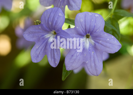 Bush violeta (Browallia americana speciosa, Solanaceae) flores