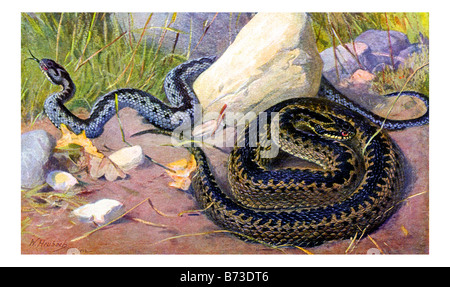 Ilustración de la víbora común europea, vipera berus, tanto masculino como femenino Foto de stock