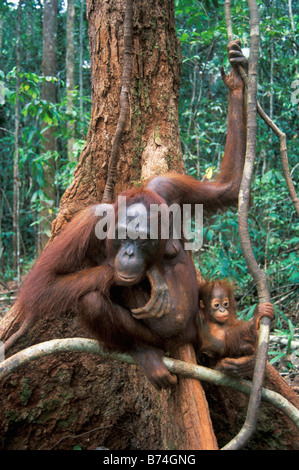 La madre con un bebé orangután, el Parque Nacional de Gunung Leuser,Indonesia Foto de stock