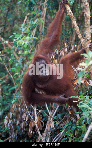 Orangután balancearse en una rama, el Parque Nacional de Gunung Leuser ,Indonesia Foto de stock