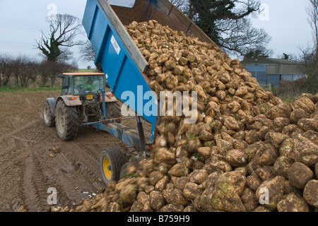 Vuelco del tractor y remolque de remolacha azucarera en Norfolk Gimingham invierno Foto de stock