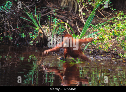 Orangután Juvenille llegando al río, el Parque Nacional de Gunung Leuser,Indonesia Foto de stock
