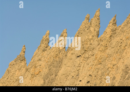 La termita magnética (Amitermes meridionalis & A. laurensis) del montículo torreada delgada cordilleras al norte de Lichfield N.P. Territorio del Norte Foto de stock