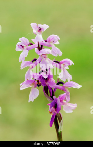 Principios Purple Orchid (Orquídea mascula ssp. olbiensis, Orchis olbiensis), Provenza, en el sur de Francia, Francia, Europa Foto de stock