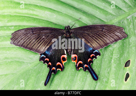 Peacock (Papilio polyctor común, Papilio bianor, Papilio ganesa, Papilio polyctora) Foto de stock