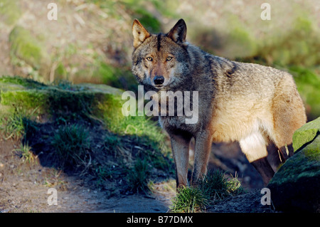 Lobo ibérico (Canis lupus signatus) Foto de stock