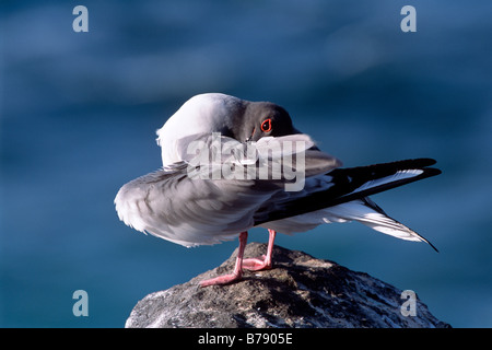 Swallow-tailed gull (Creagrus furcatus) acicalarse, Insel Espanola, Galápagos Inseln, Islas Galápagos, Ecuador, Sudamérica Foto de stock