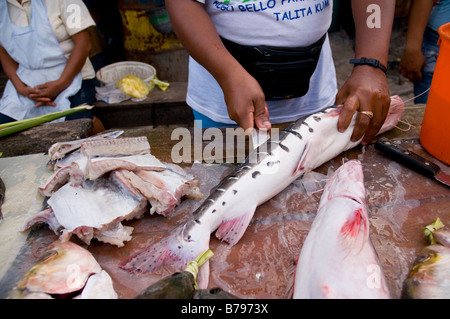 Pez amazónico se destripan en venta, mercado de la amazonía peruana Iqutios Nanay, Perú Foto de stock