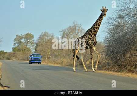 Jirafa (Giraffa camelopardalis), cruzando una carretera, el Parque Nacional Kruger, Sudáfrica