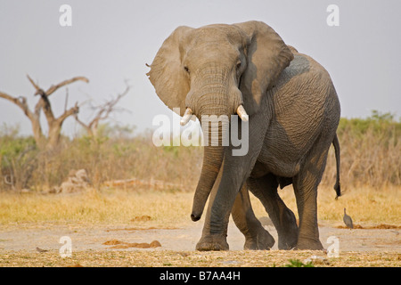 Bush Elefante africano (Loxodonta africana), Savuti, el Parque Nacional Chobe, Botswana, África Foto de stock