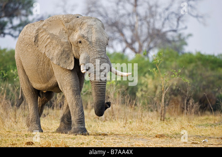 Bush Elefante africano (Loxodonta africana), Savuti, el Parque Nacional Chobe, Botswana, África Foto de stock