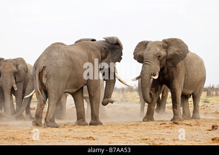Bush Elefantes Africanos (Loxodonta africana) comparando la fuerza, Savuti, el Parque Nacional Chobe, Botswana, África Foto de stock