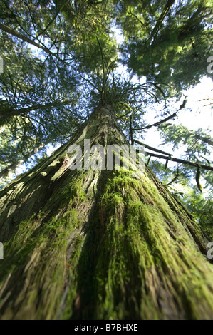 Rainforest, Catedral Grove, BC, Canadá Foto de stock