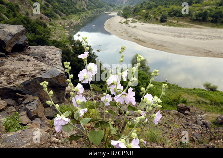 Mallow (Lavatera thuringiaca gay), floreciendo en Río de Arda, Bulgaria, Ost-Rodopen, GSN, Madzarovo Kovan Kaja Foto de stock