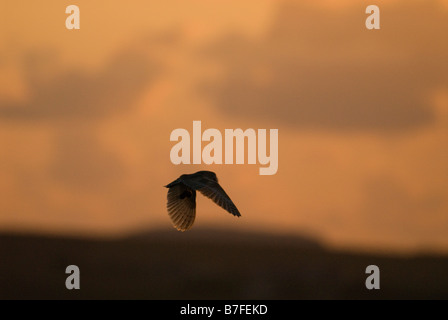 Lechuza Tyto alba en vuelo con vole presa al anochecer Caithness Escocia puede Lechuza Tyto alba en vuelo con vole presa al anochecer Caithness Escocia puede