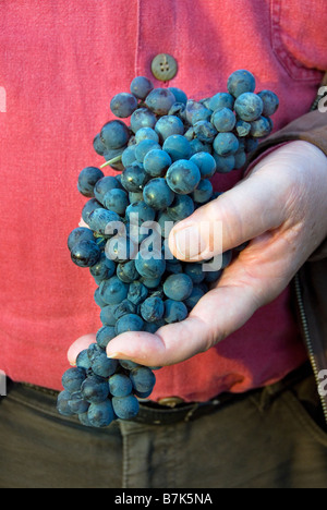 Hombre en camisa roja posee racimos de uvas Foto de stock