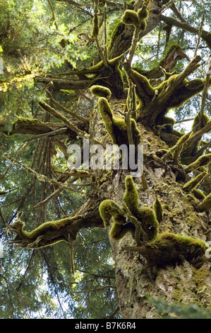 Mirando hacia arriba en viejos bosques en Cathedral Grove en MacMillan Provincial Park, cerca de Port Alberni, Isla de Vancouver, BC Foto de stock