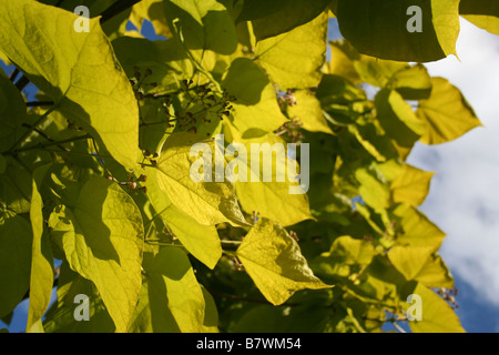 Las hojas de un árbol indio (Catalpa bignonioides Bean / Sur / Catalpa Catawba)