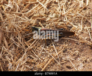 Gran pintada, la langosta Schistocerca melanocera, descansando en el suelo en septiembre en Dragon Hill, Isla Santa Cruz, Galápagos en septiembre Foto de stock