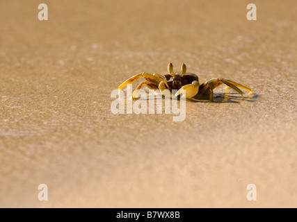 Ghost Crab (ocypode) en la playa. Isla Pangkor Laut, Malasia Foto de stock
