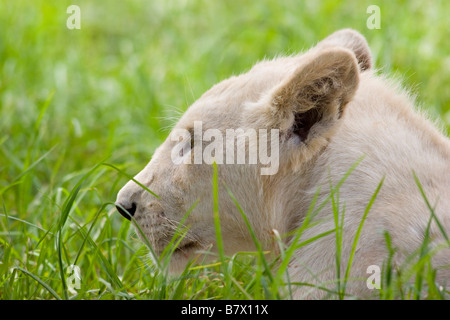 Cachorro de león blanco en el parque Lion Sudáfrica
