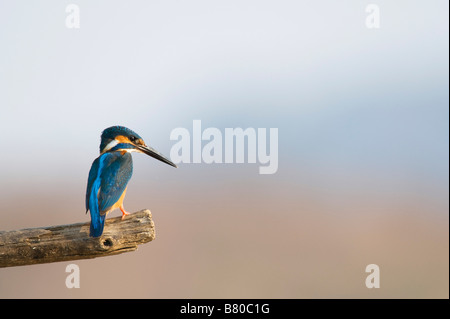 Hembra de martín pescador común europeo encaramado en un palo contra un fondo de cielo azul Foto de stock