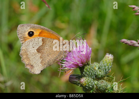 Meadow Brown (Maniola jurtina mariposas) alimentándose de una flor de cardo. Powys, Gales. Foto de stock