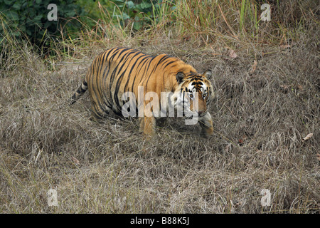 Tigre de Bengala (Panthera tigris) hombres caminando en el pasto largo y haciendo contacto visual Foto de stock